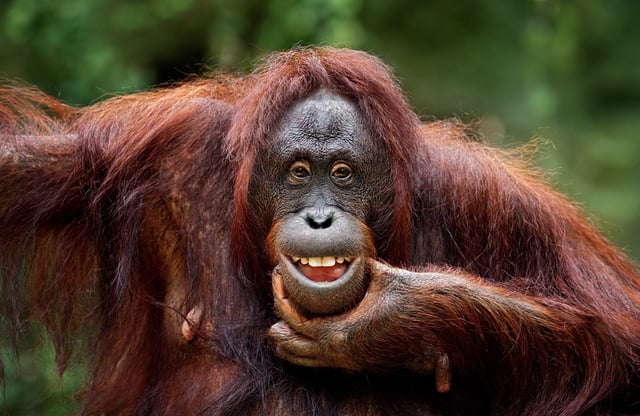 close-up of a funny orangutan