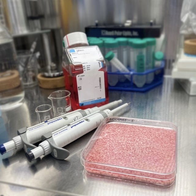The meat-rice hybrid is an alternative protein source that has a much lower carbon footprint than normal beef. Photo: SCMPOST/Yonsei University