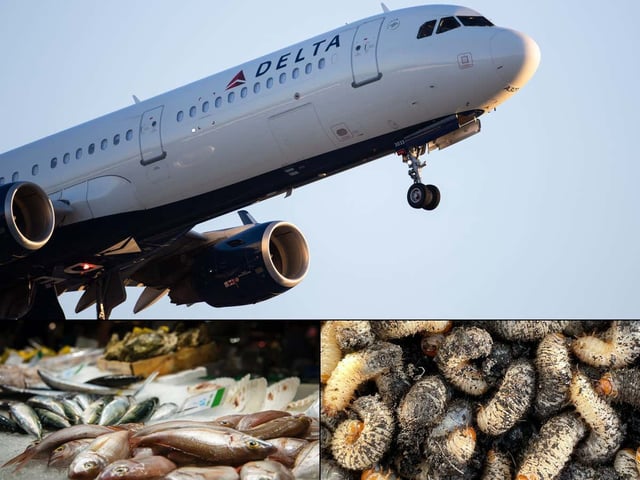 A Delta Flight Was Forced To Turn Around After Maggots Fell From The Ceiling