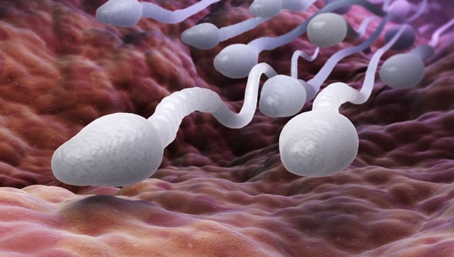 First-Ever Lab-Grown Testicles May Be Capable Of Producing Sperm