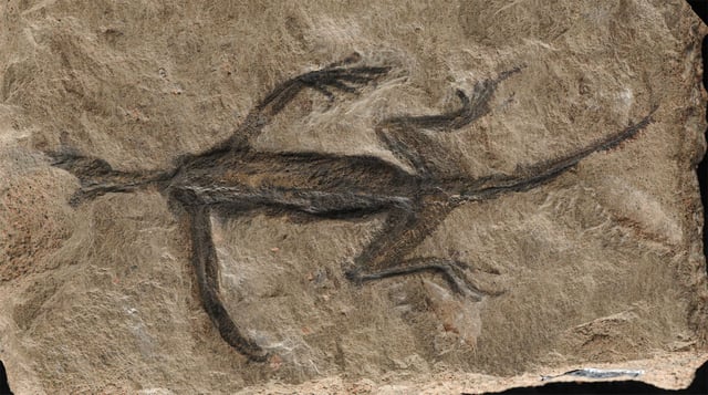 Tridentinosaurus antiquus was discovered in the Italian alps in 1931 and was thought to be an important specimen for understanding early reptile evolution - but has now been found to be, in part a forgery. Its body outline, appearing dark against the surrounding rock, was initially interpreted as preserved soft tissues but is now known to be paint.