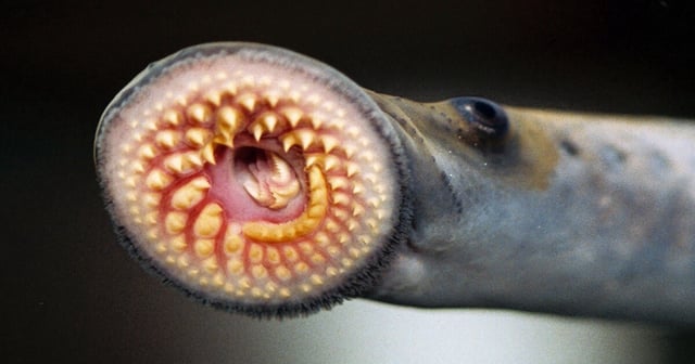 A new study has found that humans are related to sea lampreys