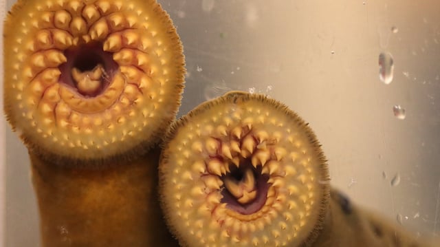 These ‘water vampires’ use rows of teeth and a suction cup mouth to eat their prey.