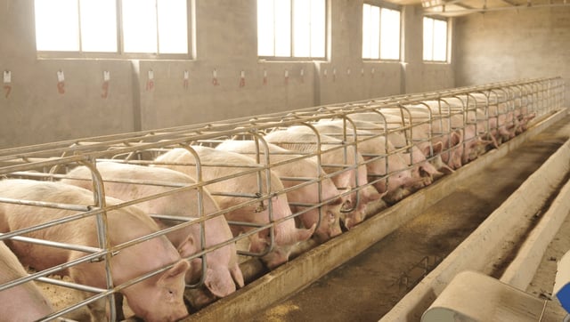 CRISPR Pigs Immune To Blue-Ear Disease Could Soon Be On The Market