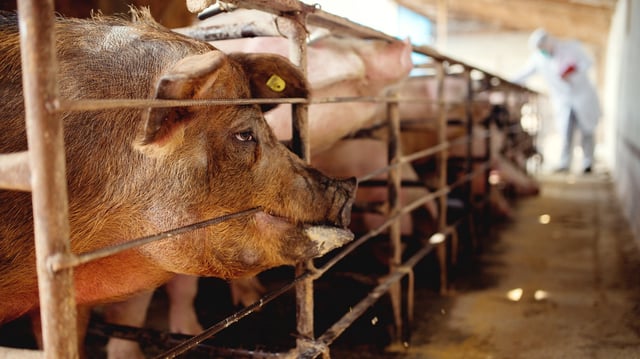 Animal rights groups say the solution remains factory farming reforms, not genetic editing.