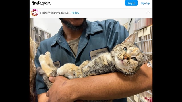 Lilly’s dad started crying after she was found safe at a junkyard, a rescue in the North Carolina mountains said.