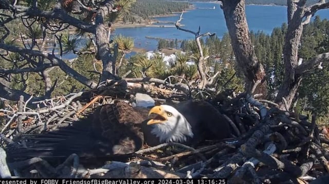 Bald eagle dad Shadow protects his eggs when a raven gets close to the nest on March 4 in Big Bear, California.