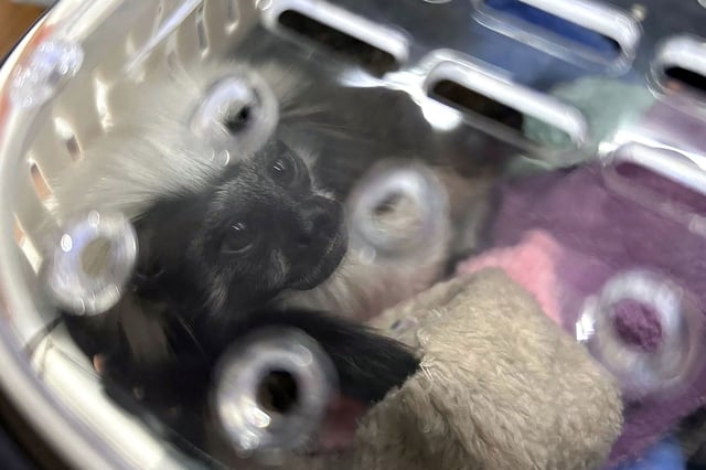 A cotton-top tamarin monkey was also found in the luggage of a group of Indian nationals attempting to travel to Mumbai, India.