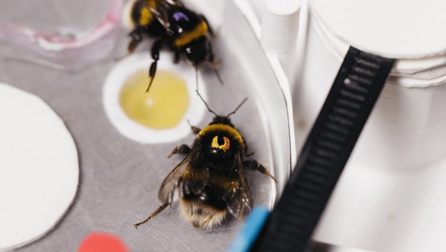 Bumblebees On A Quest Can Share Their Knowledge With Pals