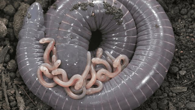 These Amphibians Feed Their Offspring "Milk" From Their Behinds And Let Them Eat Their Skin