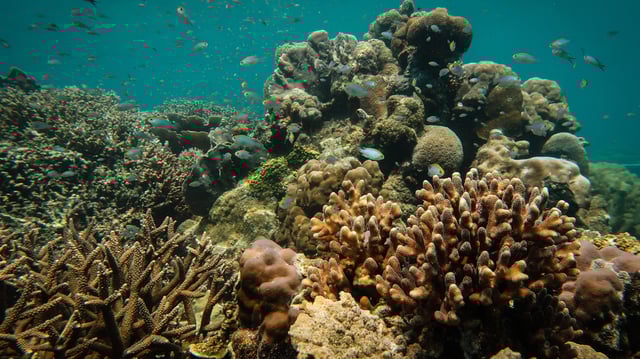 A healthy coral reef in Sulawesi, Indonesia. Reefs like this provide islands with protection from storms and erosion and are a critical habitat for many species.