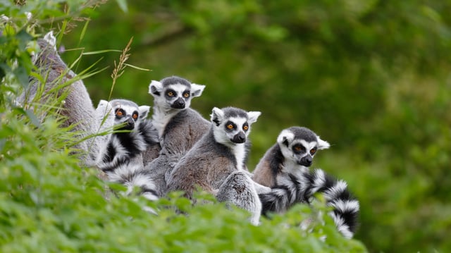 Male and female lemurs tend to be the same size, unlike some other primates like gorillas.