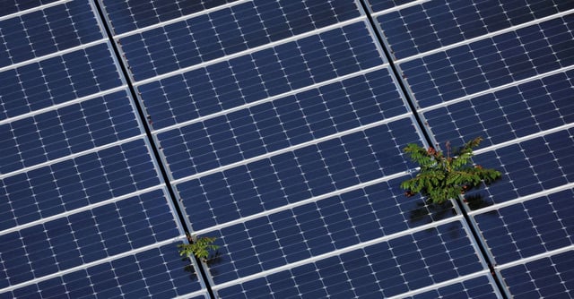 Plants grow through an array of solar panels in Fort Lauderdale, Florida, U.S., May 6, 2022.   REUTERS/Brian Snyder/File Photo