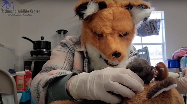 Employees from the Richmond Wildlife Center are trying to act like mother foxes when working with an orphaned kit.