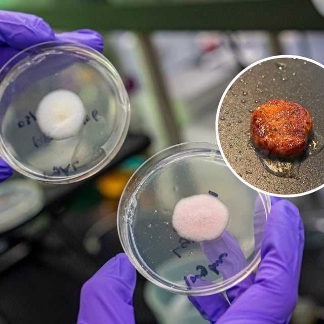 A picture shows the natural koji mold to the left, whereas the one on the right has been engineered. To the right, the mold burger can be seen.