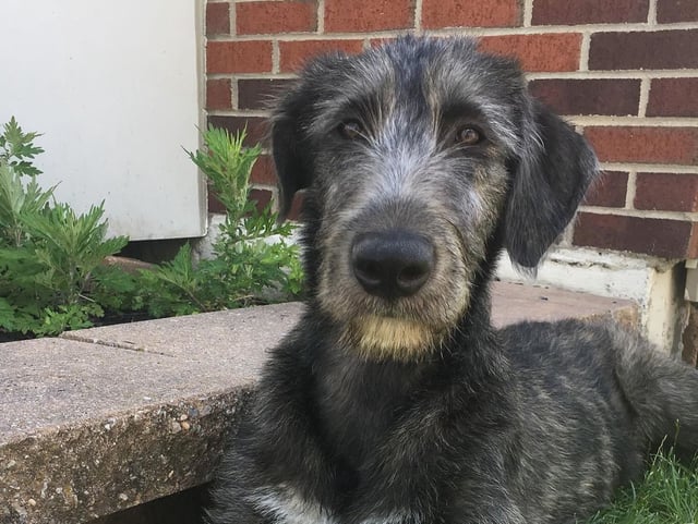 Kylie and Jason Kelce's dog Winnie.
