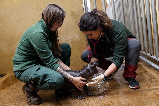 A newborn pygmy hippo is examined at the Attica Zoological Park near Athens, Greece, on Feb. 27, 2024. 