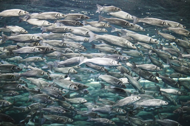 Mackerel swimming