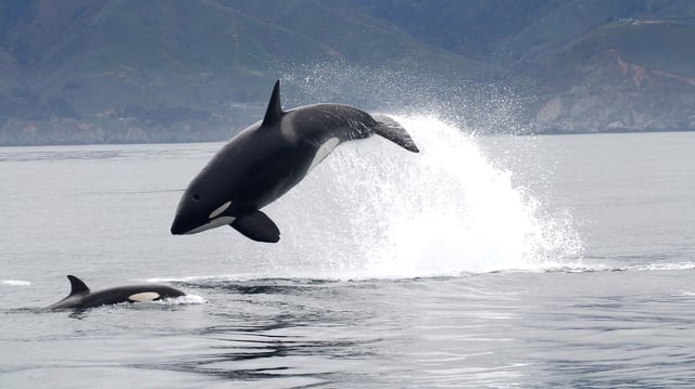 Transient killer whale attacking a California sea lion off Big Sur, California.