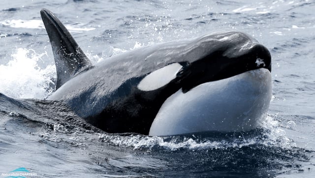 Sperm Whales Thwart Fatal Orca Attack With Unusual Defence: “Cloud Of Diarrhea”