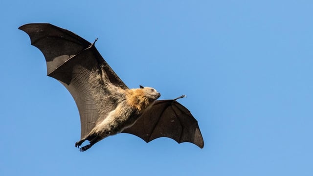 Grey-headed Flying Fox in flight