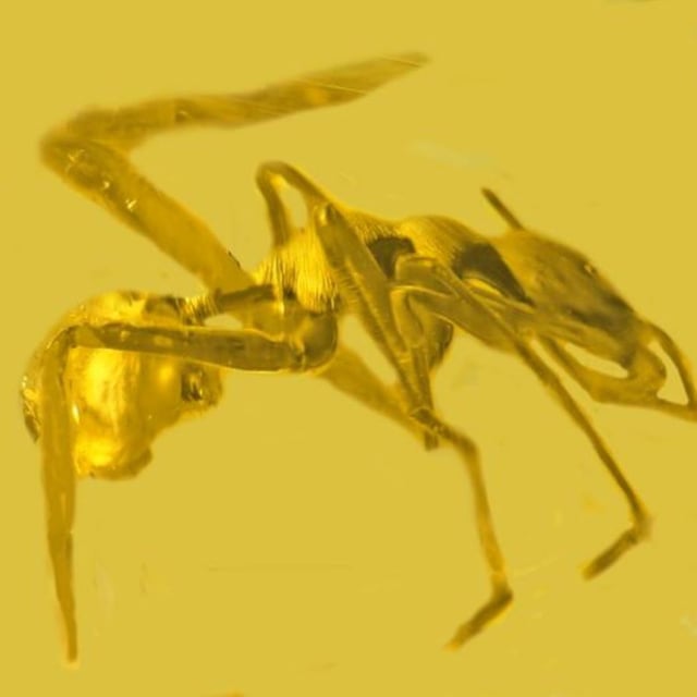 Myrmarachne columbia, an anti-mimicking spider found in copal resin in Colombia.