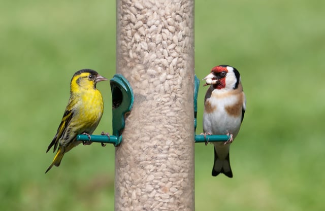 Keeping bird feeders clean is an effective way to prevent the spread of bird flu.