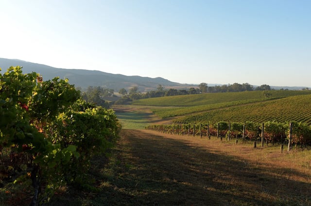 A vineyard in Australia's Yarra Valley.