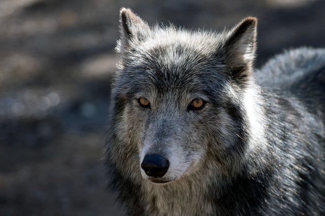 A wolf stands inside its enclosure at the Colorado Wolf and Wildlife Center (CWWC) in Divide, Colorado on March 28, 2023. - CWWCs 35 acre property is home to 18 wolves, and offers daily tours. In 2020, Colorado voters passed Proposition 114, which required Colorado Parks and Wildlife to reintroduce gray wolves to designated lands on the western side of the Continental Divide no later than December 31, 2023. Wolves that have wandered into Colorado from the neighboring state of Wyoming have put ranchers on edge that their livestock may become prey, as well as presented challenges to the outcome of the reintroduction program. (Photo by Jason Connolly / AFP) (Photo by JASON CONNOLLY/AFP via Getty Images)