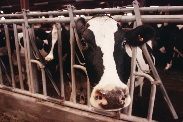 A Holstein (an American dairy cow) sticks
