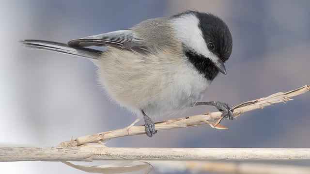 Some scientists call chickadees masters of episodic memory.