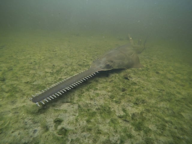This image provided by NOAA shows a smalltooth sawfish. Endangered smalltooth sawfish, marine creatures virtually unchanged for millions of years, are exhibiting erratic spinning behavior and dying in unusual numbers in Florida waters. Federal and state wildlife agencies are beginning an effort to rescue and rehabilitate sawfish to find out why.