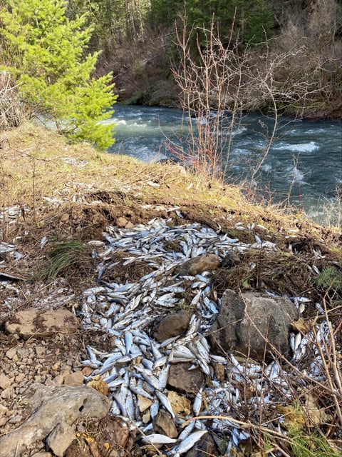 A statement from the department said the smolts lost constituted 20 percent of the total fish count state hatcheries planned to release into the Imnaha River this year.