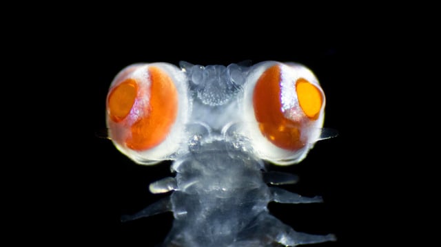 The Vanadis bristle worm has an almost completely transparent body, except for giant eyes. Vanadis is a nickname for Freya, the Norse goddess of love.