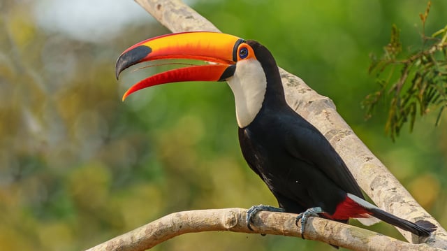 Between 70 to 90 percent of tropical tree species need seeds dispersed by animals like the toco toucan to grow and function.