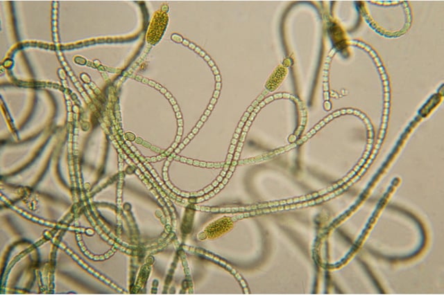 Cyanobacteria