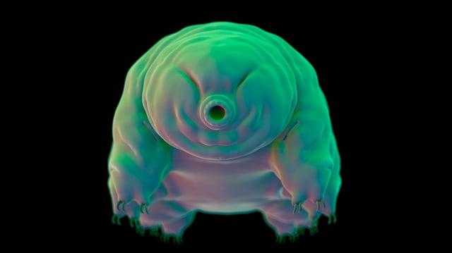 Tardigrades were first discovered in the Eighteenth Century and are known to survive in some of Earth’s most inhospitable environments.