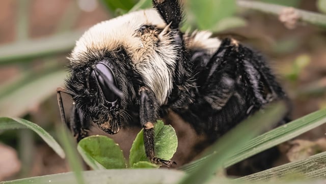 Queen Bumblebees Can Survive Underwater For A Week