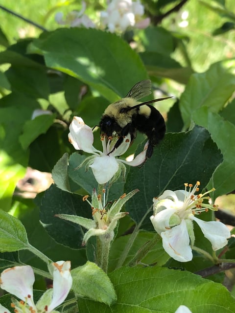 A common eastern bumblebee queen on apple blossom