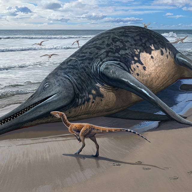 Artist's illustration of an Ichthyotitan severnensis carcass washed up on a beach around 200 million years ago. The newly described species may be the largest marine reptile ever to have lived, according to a study.