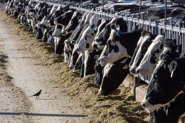 US authorities earlier this month said a person in Texas was recovering from bird flu after being exposed to dairy cattle. Photo: AP