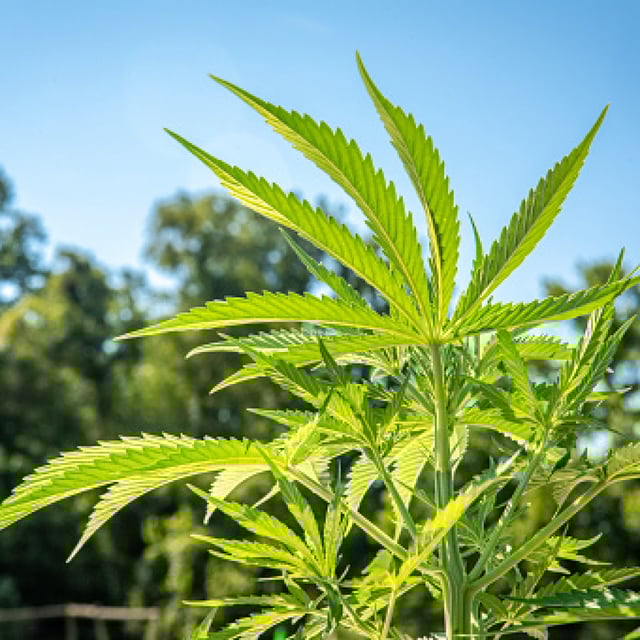 File image of a hemp plant, producing cannabis
