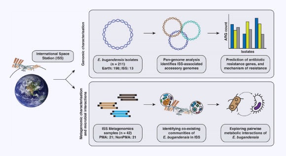Illustrative workflow showcasing the process of comparative genomics analysis of Enterobacter bugandensis, evaluating its prevalence and metabolic interactions within the microbial community, and its successful adaptation within the ISS habitat. Image credit: Sengupta et al., doi: 10.1186/s40168-024-01777-1.