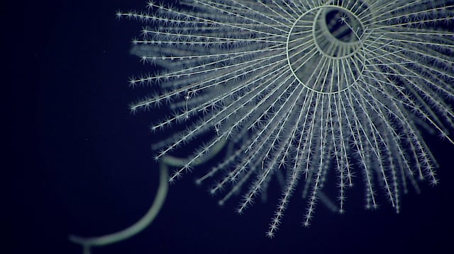 Iridogorgia magnispiralis, a deep-sea octocorals that are known to be bioluminescent.