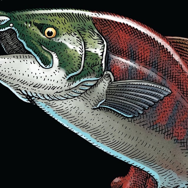 Artist’s rendering of the prehistoric spike-toothed salmon. It was originally thought that these fish had fang-like teeth.