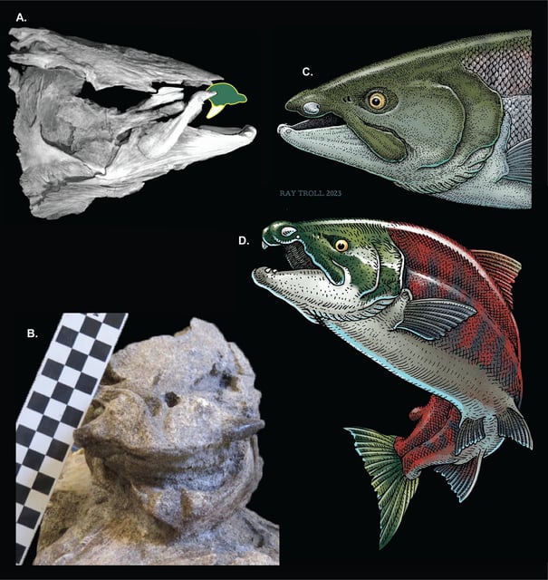Oncorhynchus rastrosus. (A) CT model of Holotype, UO F-26799, skull in right lateral view with a stylized drawing of the originally proposed “sabertoothed” position of the isolated premaxilla; (B) UO_A in anterior view of skull, prior to complete preparation and CT scan; (C) Artist’s rendering skull of male iconic fish with accurate spike-tooth configuration; (D) Artist’s rendering of complete female iconic fish with accurate spike-tooth configuration. Scale bar blocks = 1 cm each. Credit: Claeson et al., 2024, PLOS ONE, CC-BY 4.0 (https://creativecommons.org/licenses/by/4.0/)
