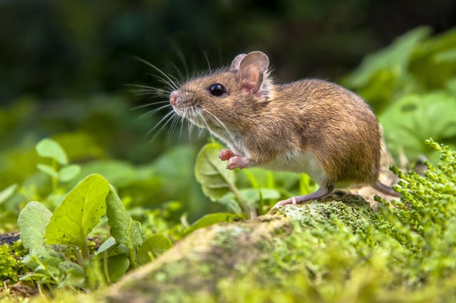 Mice