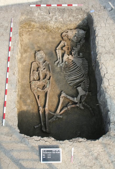 Burial with a horse at the Rákóczifalva site, Hungary (8th century AD). This male individual, who died at a young age, belongs to the 2nd generation of pedigree 4, and was one of the sons of the founder of this kinship unit. Credit: Institute of Archaeological Sciences, Eötvös Loránd University Múzeum, Budapest, Hungary