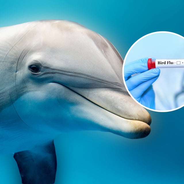 A photo shows a dolphin close up and the bottled bird flu virus. A new study has detailed a case of a dolphin coming down with bird flu in Florida.