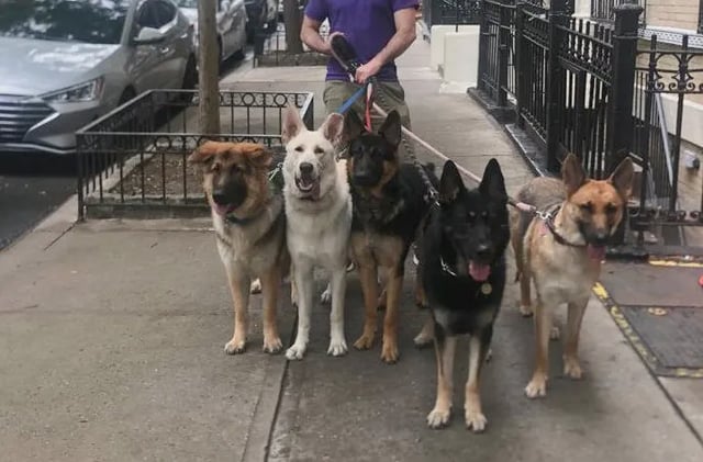 Lynda Hudson's five German shepherds.